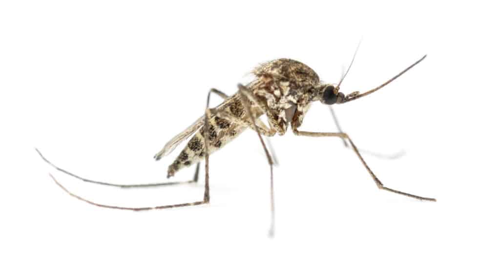 Conquer Mosquitoes Your Guide to Effective Mosquito Control in Port Charlotte s