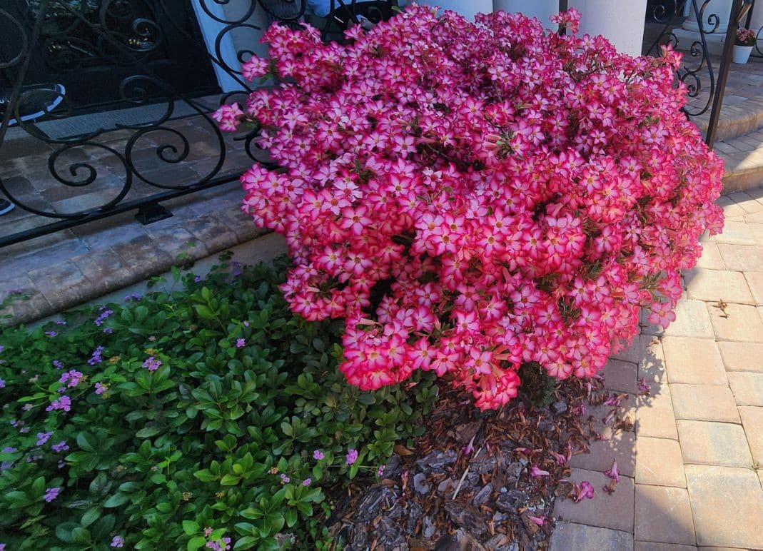 beautiful pink shrub in punta gorda florida