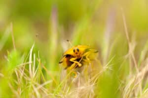 spring pest control tips too