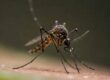 mosquito control in Englewood