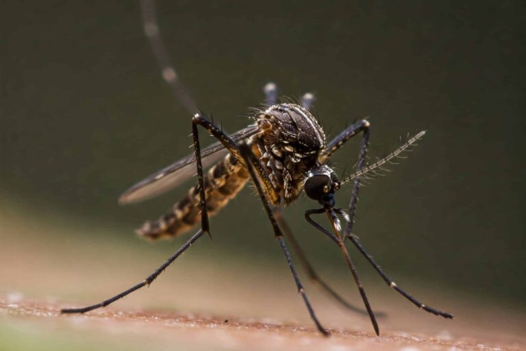 mosquito control in Englewood