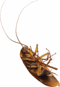 cockroach dead &bull; Problem Solved Pest Control