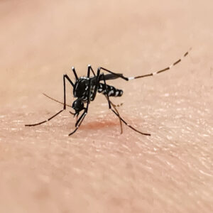 moquitos &bull; Problem Solved Pest Control