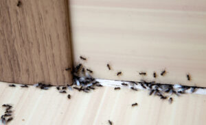 Indoor Pest Control &bull; Problem Solved Pest Control
