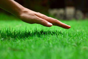 Lawn Care Fertilization lg &bull; Problem Solved Pest Control