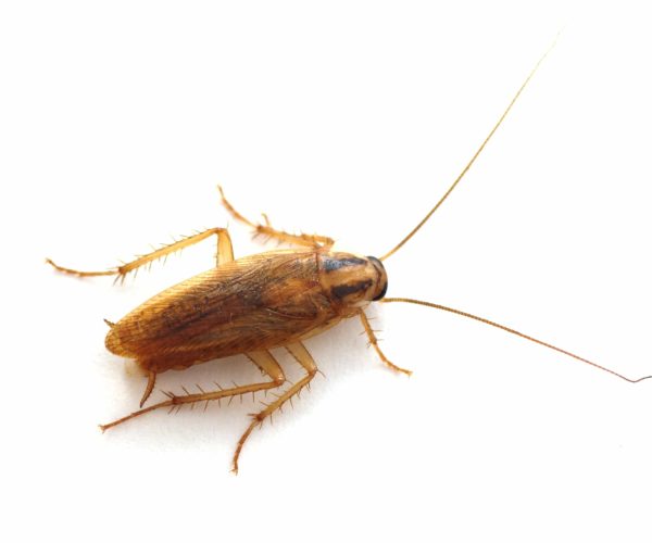 german cockroaches