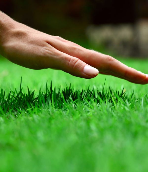 Lawn-Care-Fertilization