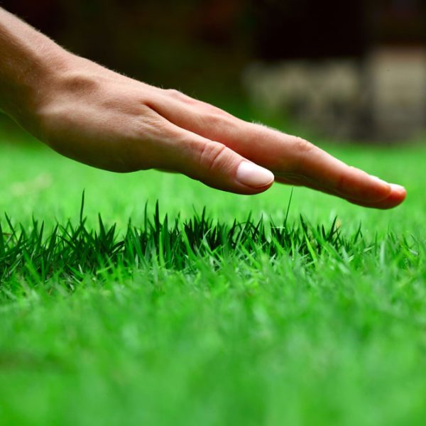 Lawn-Care-Fertilization
