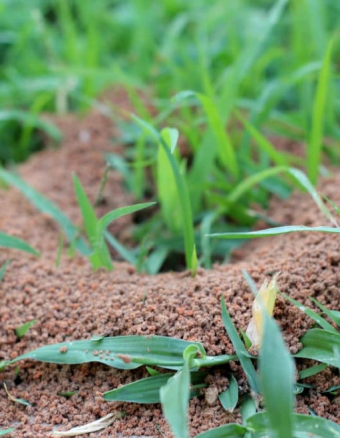 Adult male of Labidura riparia, a cosmopolitan species of earwig