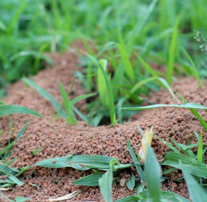 Lawn Care Charlotte County • Problem Solved Pest Control
