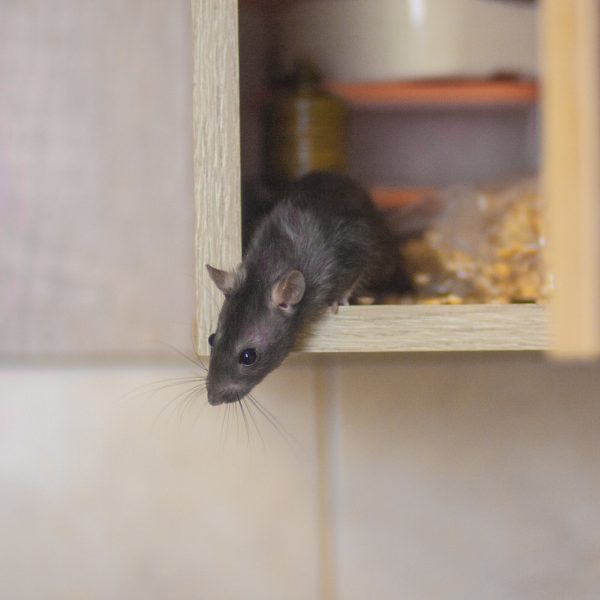 rat poop in kitchen cabinet unsanitary