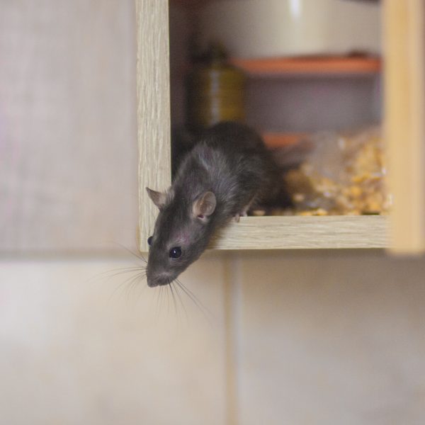 rat poop in kitchen cabinet unsanitary
