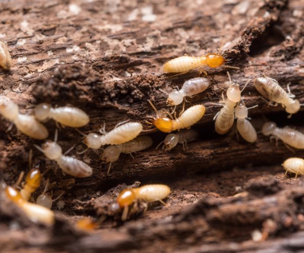 termite-extermination